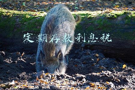 定期存款利息税要收吗(怎样应付银行“扣税”)
