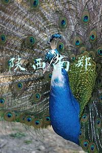 陕西南郑