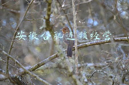 安徽合肥连锁经营