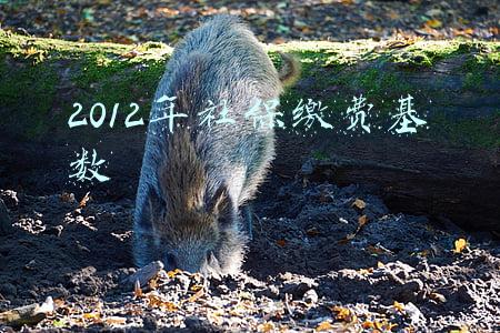 2012年社保缴费基数