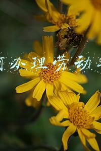 哪里办理劳动手册(2021上海居转户篇：落户上海申请过程)