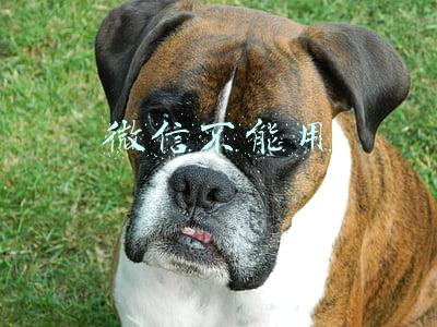 微信不能用