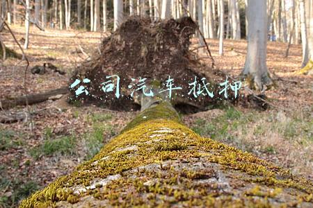 公司汽车抵押