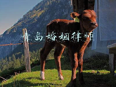 青岛婚姻律师