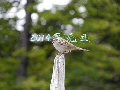 2014年元旦