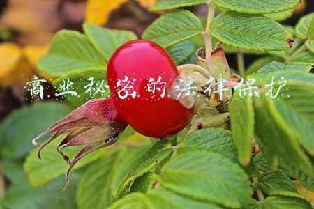 商业秘密的法律保护