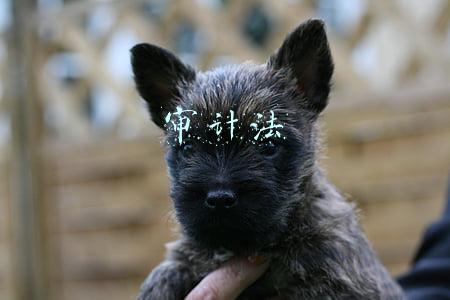 审计法