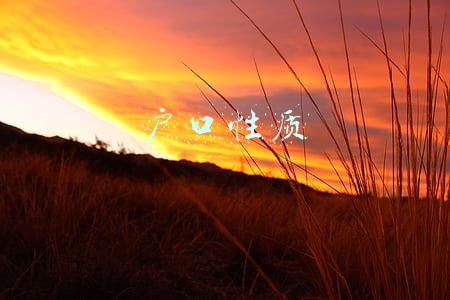 户口性质
