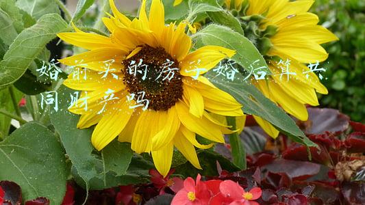 民法典婚前买的房子婚后算共同财产吗(婚前买的房子婚后算共同财产吗，哪些属于个人财产呢？)