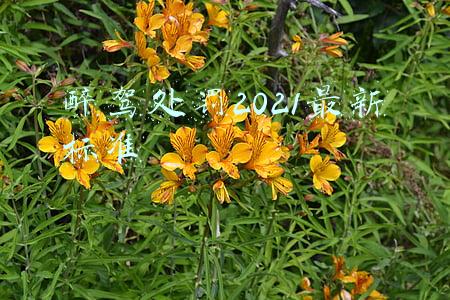 醉驾处罚2021最新标准