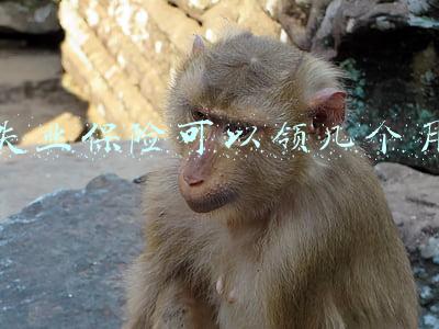 失业保险可以领几个月