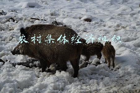 农村集体经济组织