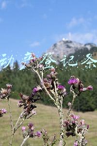 不动产登记条例