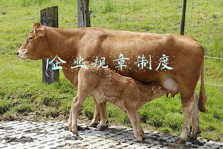 企业规章制度