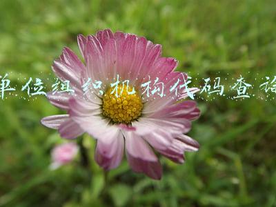 单位组织机构代码查询