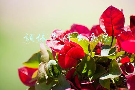 节假日调休是什么意思(速看！春节放假调休安排来了)
