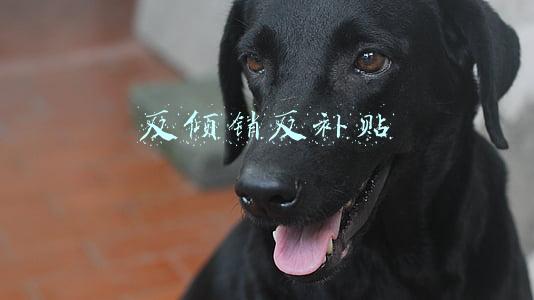 反倾销反补贴