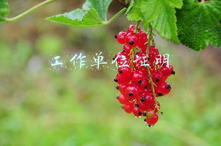 工作单位证明人怎么填(居家办公出意外，工伤认定谁举证？)