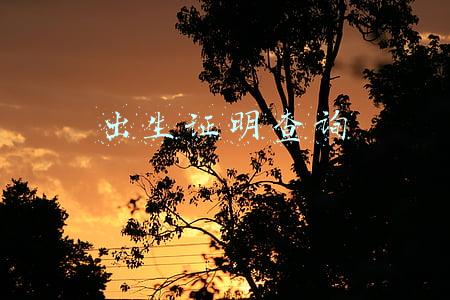 出生证明查询