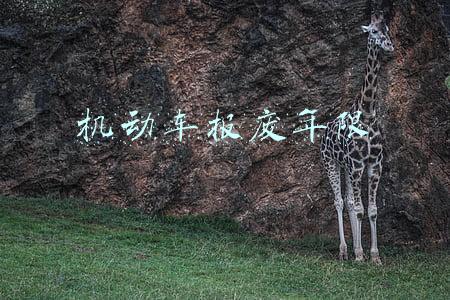 江苏省机动车报废年限(江苏省电动自行车管理条例)