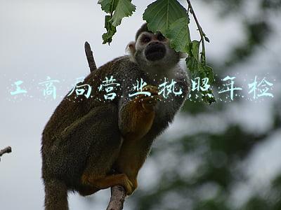 工商局营业执照年检