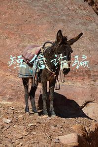 短信诈骗