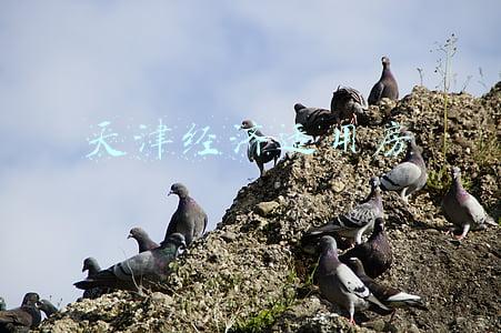 天津经济适用房