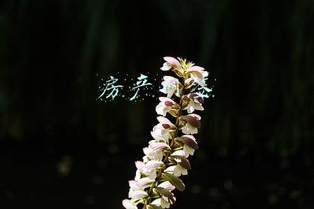 房产网签