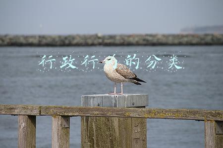 行政行为的分类