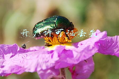 开户许可证丢失说明(注册公司时，银行开户许可证丢失了，怎么办银行卡？)