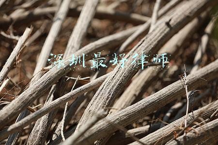 深圳最有名律师(喜讯|深展律所6名律师入选深圳市律师协会专业委员会、专门委员会)