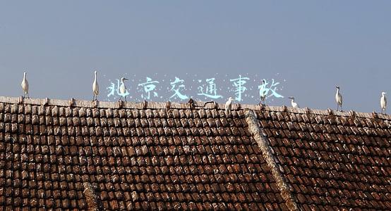 北京交通事故