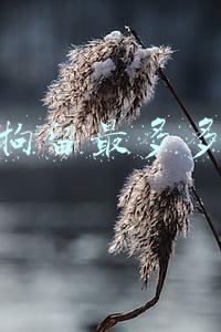 刑事拘留最多多少天