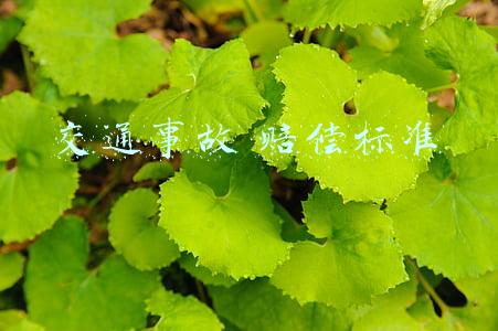 交通事故 赔偿标准