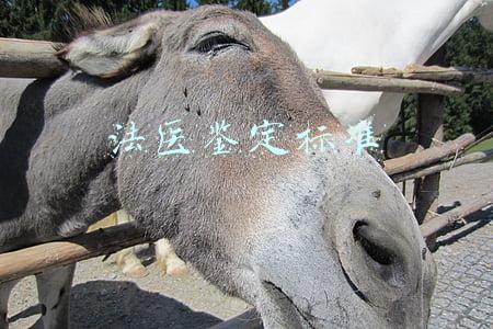 法医鉴定标准