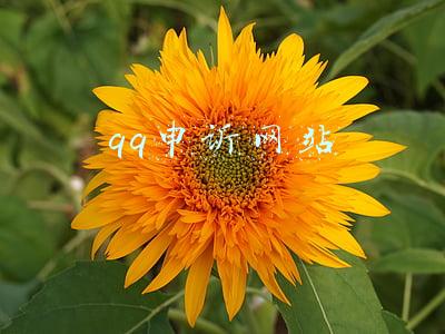 qq申诉网站