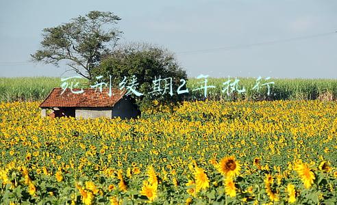死刑缓期2年执行