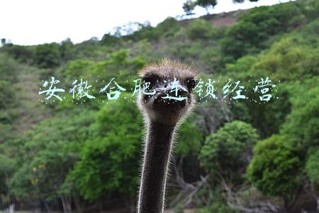 安徽合肥连锁经营