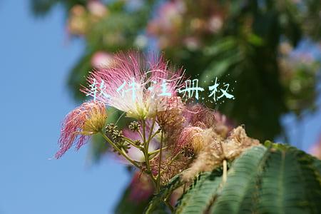软件注册权