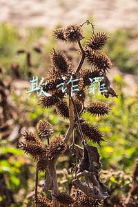 欺诈罪和诈骗罪一样吗(合同欺诈与合同诈骗)
