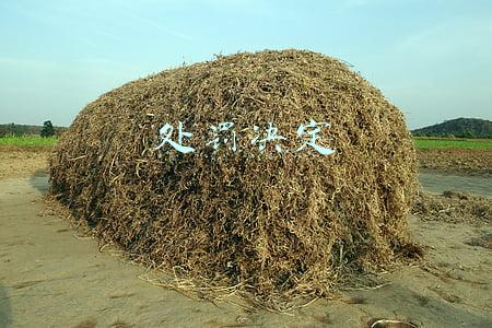 处罚决定