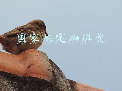 国家规定加班费用(什么样的值班应支付加班工资？)