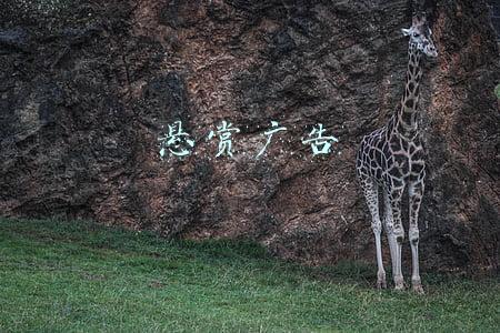 悬赏广告