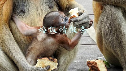 婚假请假条