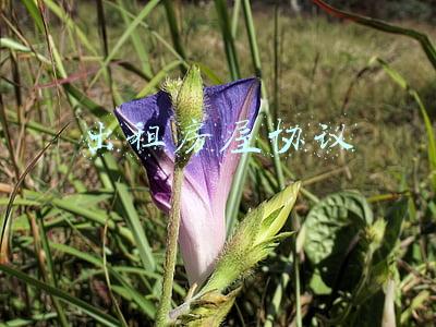 出租房屋协议