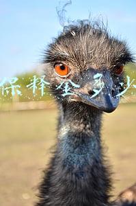 保释金多少