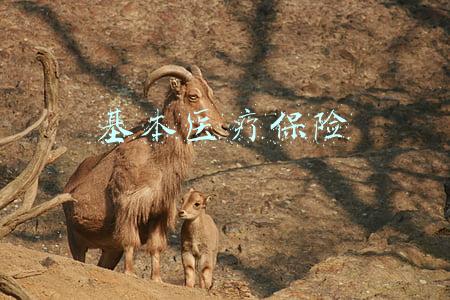 基本医疗保险覆盖超过多少人(求是网评论员：稳步迈向共同富裕)