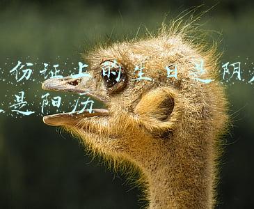 身份证上的生日是阴历还是阳历