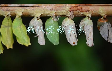 确认劳动关系有没有诉讼时效(确认劳动关系受一年仲裁时效限制吗？)
