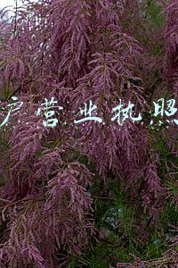 个体户营业执照办理